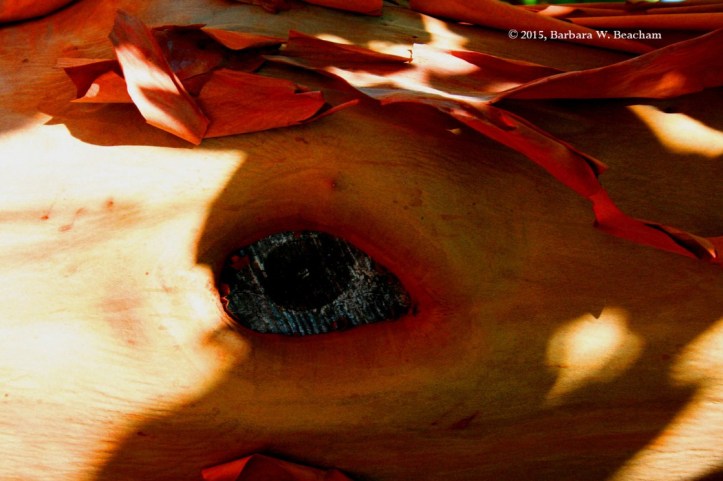 2015-08-17-c2a9-2015-barbara-w-beacham