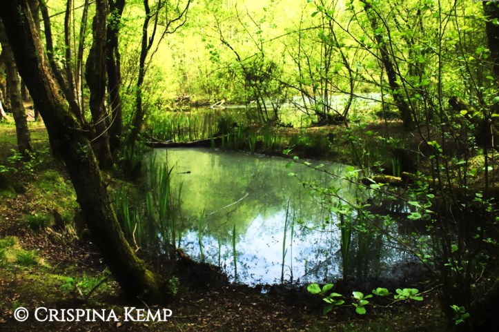 woodland-pools-cp